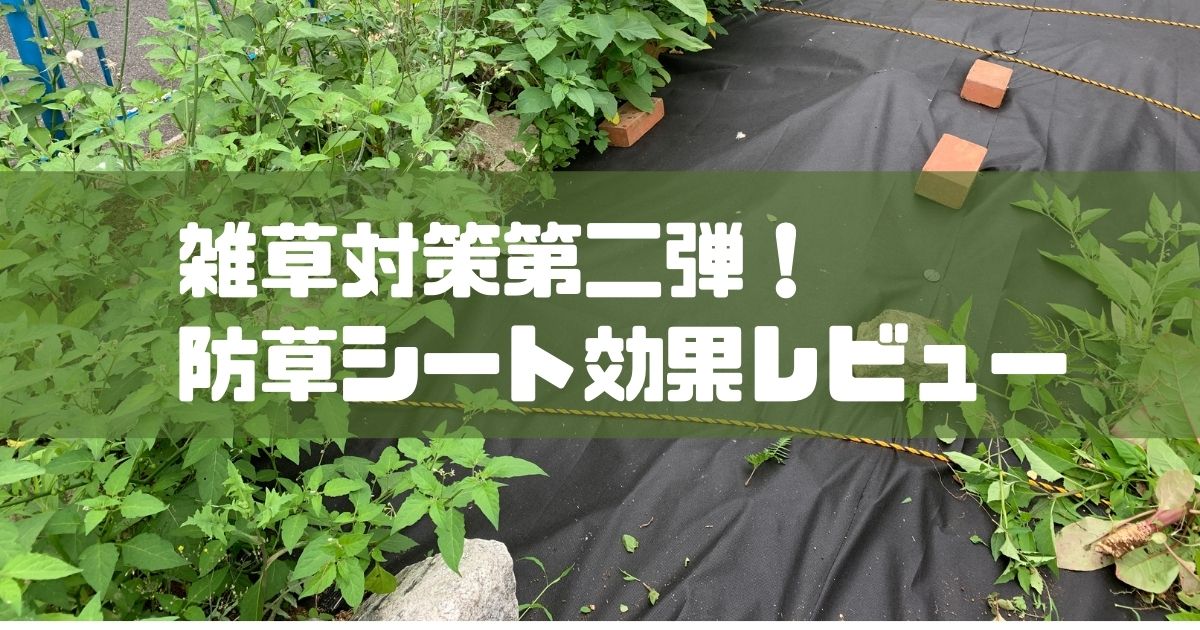 雑草対策防草シートの1カ月レビューと草むしり日記 Akasatina